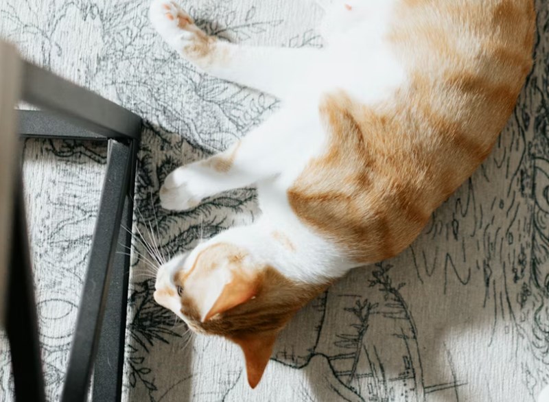 2025년 맞춤 설계 - 메리츠 화재 펫 보험으로 사랑하는 반려동물에게 행복을 선물하세요! 10 2025년 맞춤 설계 - 메리츠 화재 펫 보험으로 사랑하는 반려동물에게 행복을 선물하세요! 9