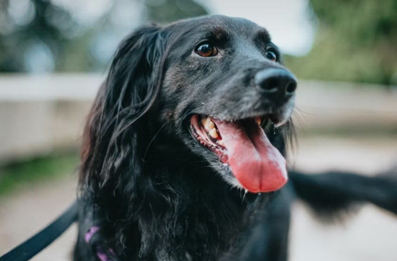 2025년 삼성 펫 보험 - 안심하고 댕냥이 맡기세요! 10 2025년 삼성 펫 보험 - 안심하고 댕냥이 맡기세요! 9