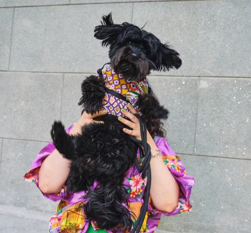 2025년 삼성 펫 보험 - 안심하고 댕냥이 맡기세요! 20 2025년 삼성 펫 보험 - 안심하고 댕냥이 맡기세요! 19