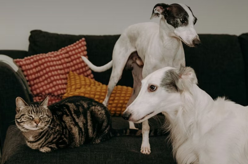 2025년 삼성 펫 보험 - 안심하고 댕냥이 맡기세요! 22 2025년 삼성 펫 보험 - 안심하고 댕냥이 맡기세요! 21