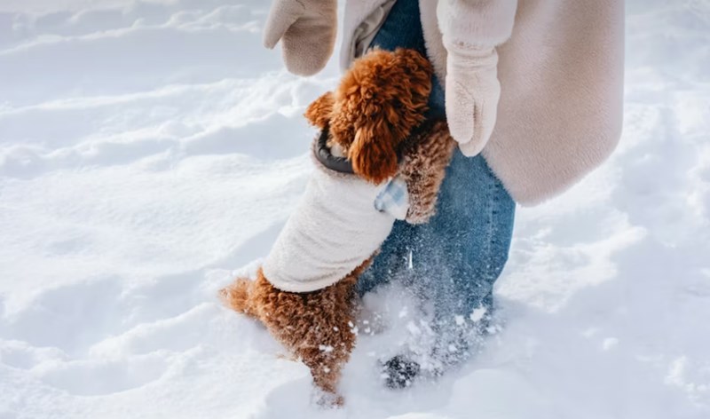 2025년 삼성 펫 보험 - 안심하고 댕냥이 맡기세요! 18 2025년 삼성 펫 보험 - 안심하고 댕냥이 맡기세요! 17