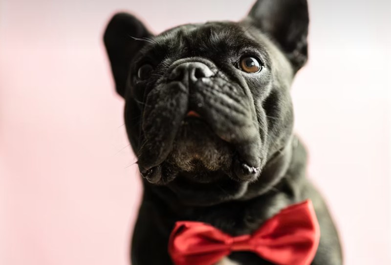 2025년 강아지 보험 비교 - 10가지 핵심 정보와 가입 후기, 가격, 추천 총정리 16 2025년 강아지 보험 비교 - 10가지 핵심 정보와 가입 후기, 가격, 추천 총정리 15