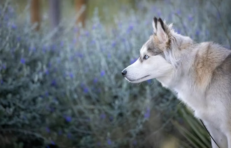 2025년 삼성 펫 보험 - 안심하고 댕냥이 맡기세요! 12 2025년 삼성 펫 보험 - 안심하고 댕냥이 맡기세요! 11