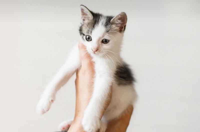 2025년 맞춤 설계 - 메리츠 화재 펫 보험으로 사랑하는 반려동물에게 행복을 선물하세요! 12 2025년 맞춤 설계 - 메리츠 화재 펫 보험으로 사랑하는 반려동물에게 행복을 선물하세요! 11