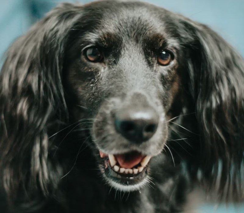 2025년 삼성 펫 보험 - 안심하고 댕냥이 맡기세요! 16 2025년 삼성 펫 보험 - 안심하고 댕냥이 맡기세요! 15