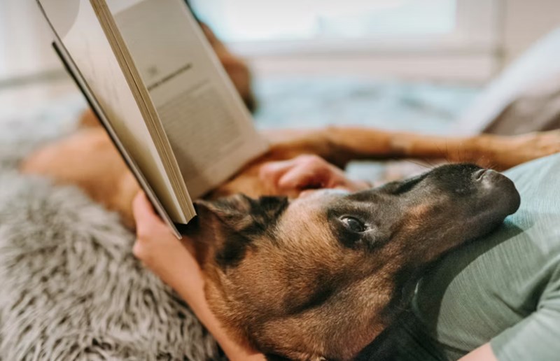 2025년 삼성 펫 보험 - 안심하고 댕냥이 맡기세요! 14 2025년 삼성 펫 보험 - 안심하고 댕냥이 맡기세요! 13