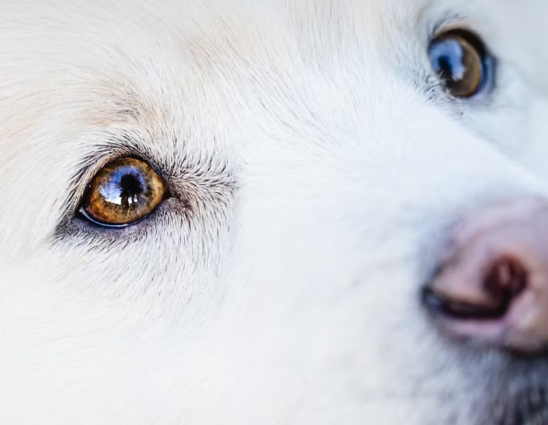 2025년 맞춤 설계 - 메리츠 화재 펫 보험으로 사랑하는 반려동물에게 행복을 선물하세요! 28 2025년 맞춤 설계 - 메리츠 화재 펫 보험으로 사랑하는 반려동물에게 행복을 선물하세요! 27