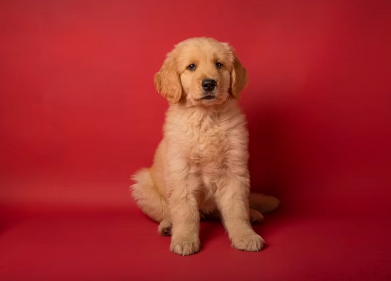 2025년 맞춤 설계 - 메리츠 화재 펫 보험으로 사랑하는 반려동물에게 행복을 선물하세요! 22 2025년 맞춤 설계 - 메리츠 화재 펫 보험으로 사랑하는 반려동물에게 행복을 선물하세요! 21