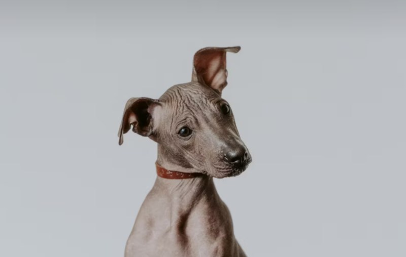 2025년 강아지 보험 비교 - 10가지 핵심 정보와 가입 후기, 가격, 추천 총정리 20 2025년 강아지 보험 비교 - 10가지 핵심 정보와 가입 후기, 가격, 추천 총정리 19