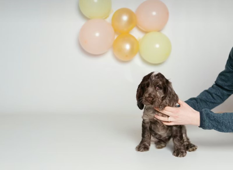 2025년 강아지 보험 비교 - 10가지 핵심 정보와 가입 후기, 가격, 추천 총정리 22 2025년 강아지 보험 비교 - 10가지 핵심 정보와 가입 후기, 가격, 추천 총정리 21