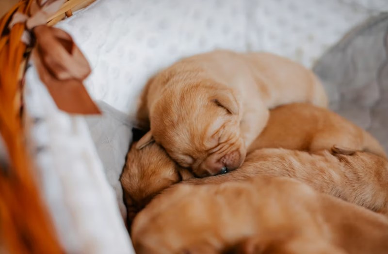 2025년 메리츠 펫보험 보험료 상세 분석과 후기 비교 34 2025년 메리츠 펫보험 보험료 상세 분석과 후기 비교 33