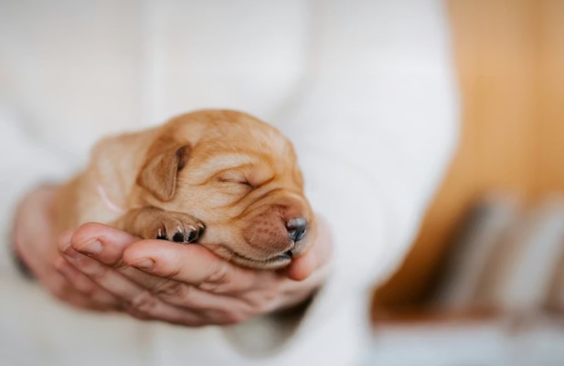 2025년 메리츠 펫보험 보험료 상세 분석과 후기 비교 32 2025년 메리츠 펫보험 보험료 상세 분석과 후기 비교 31