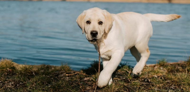 2025년 메리츠 펫보험 보험료 상세 분석과 후기 비교 30 2025년 메리츠 펫보험 보험료 상세 분석과 후기 비교 29