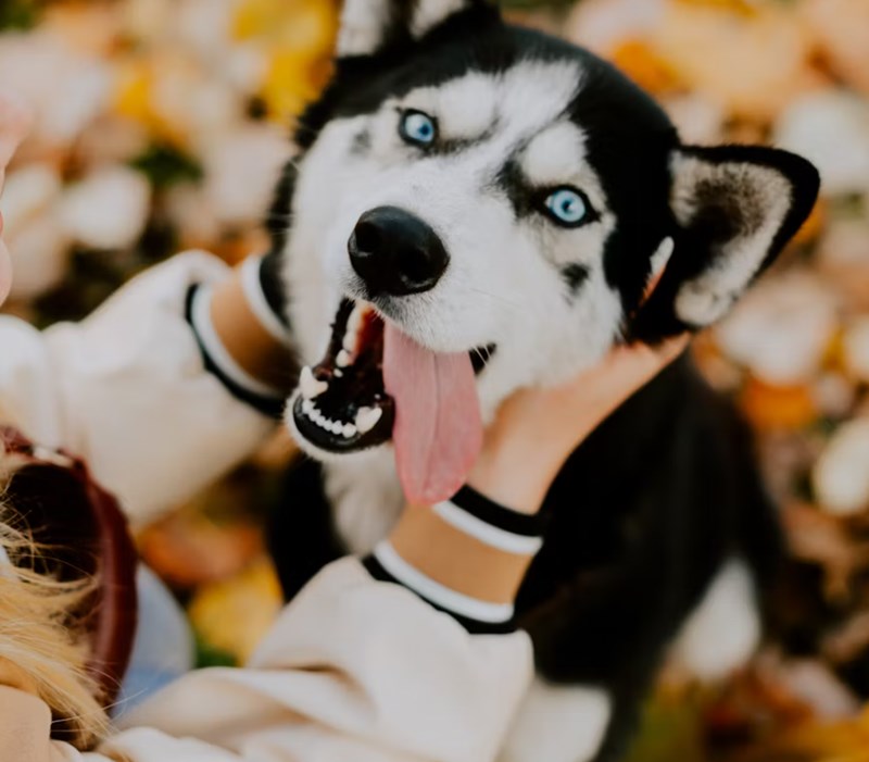 2025년 메리츠 펫보험 보험료 상세 분석과 후기 비교 28 2025년 메리츠 펫보험 보험료 상세 분석과 후기 비교 27