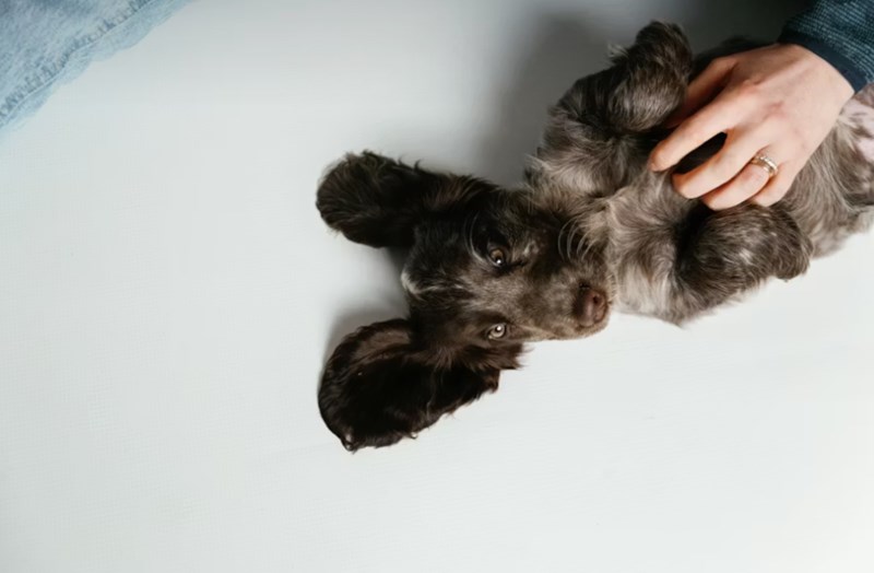 2025년 메리츠 펫보험 보험료 상세 분석과 후기 비교 26 2025년 메리츠 펫보험 보험료 상세 분석과 후기 비교 25