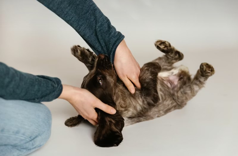 2025년 메리츠 펫보험 보험료 상세 분석과 후기 비교 24 2025년 메리츠 펫보험 보험료 상세 분석과 후기 비교 23