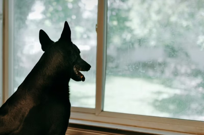 2025년 메리츠 펫보험 보험료 상세 분석과 후기 비교 22 2025년 메리츠 펫보험 보험료 상세 분석과 후기 비교 21