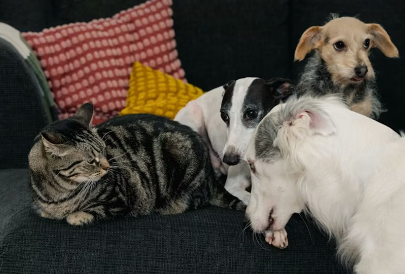 2025년 메리츠 펫보험 보험료 상세 분석과 후기 비교 18 2025년 메리츠 펫보험 보험료 상세 분석과 후기 비교 17