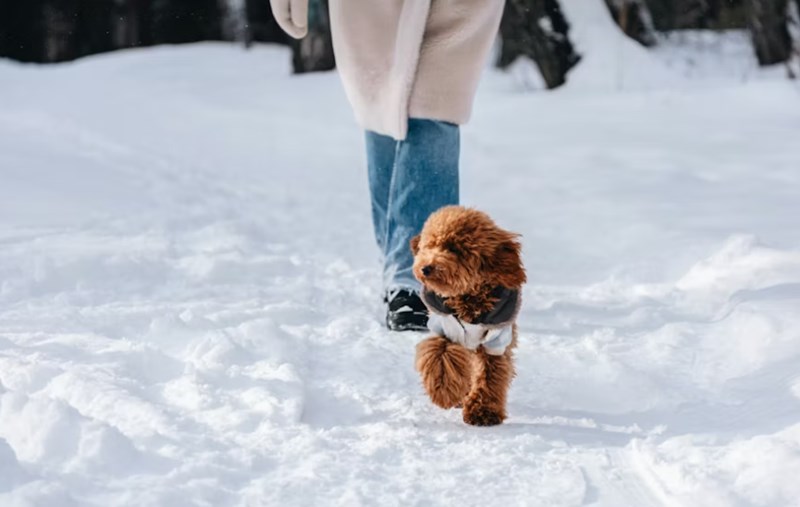 2025년 메리츠 펫보험 보험료 상세 분석과 후기 비교 16 2025년 메리츠 펫보험 보험료 상세 분석과 후기 비교 15