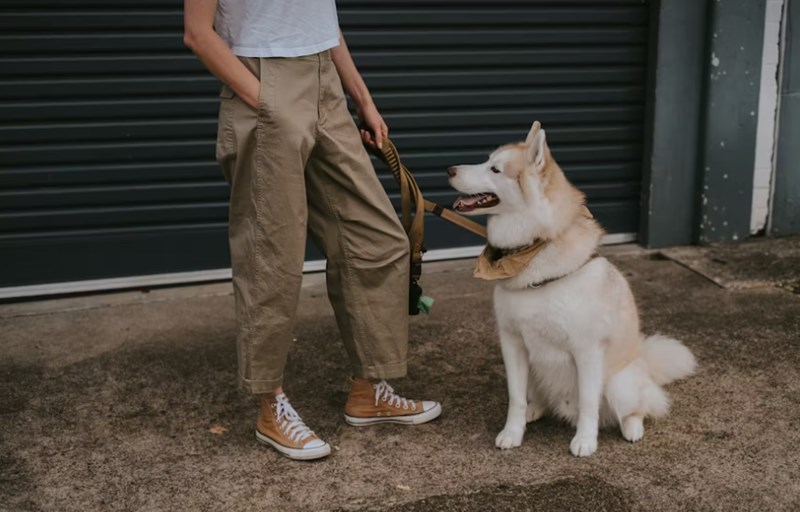 2025년 메리츠 펫보험 보험료 상세 분석과 후기 비교 14 2025년 메리츠 펫보험 보험료 상세 분석과 후기 비교 13