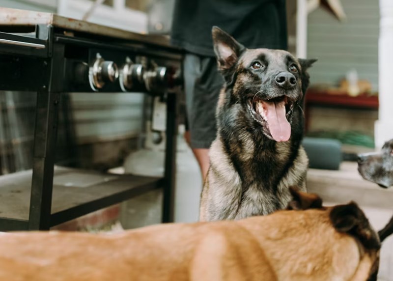 2025년 메리츠 펫보험 보험료 상세 분석과 후기 비교 12 2025년 메리츠 펫보험 보험료 상세 분석과 후기 비교 11