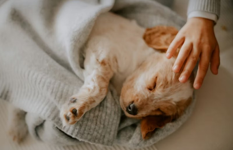 2025년 메리츠 펫보험 보험료 상세 분석과 후기 비교 10 2025년 메리츠 펫보험 보험료 상세 분석과 후기 비교 9