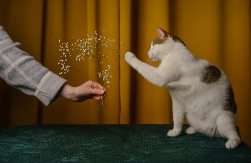 2025년 강아지 보험 비교 - 10가지 핵심 정보와 가입 후기, 가격, 추천 총정리 10 2025년 강아지 보험 비교 - 10가지 핵심 정보와 가입 후기, 가격, 추천 총정리 9