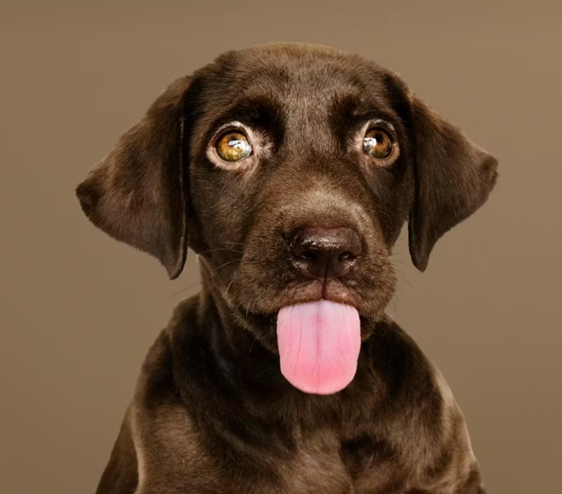 2025년 강아지 보험 비교 - 10가지 핵심 정보와 가입 후기, 가격, 추천 총정리 12 2025년 강아지 보험 비교 - 10가지 핵심 정보와 가입 후기, 가격, 추천 총정리 11