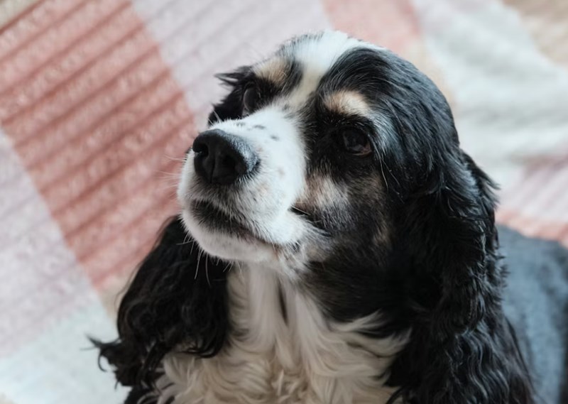 2025년 펫 실비 보험 가이드 - 반려동물 건강 지킴이 28 2025년 펫 실비 보험 가이드 - 반려동물 건강 지킴이 27