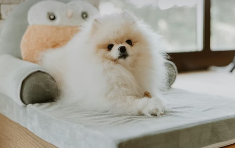 2025년 펫 실비 보험 가이드 - 반려동물 건강 지킴이 10 2025년 펫 실비 보험 가이드 - 반려동물 건강 지킴이 9