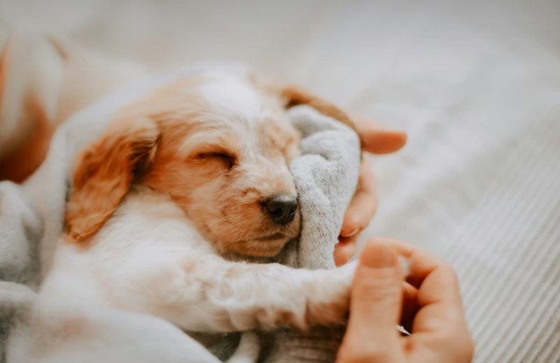 2025년 펫 실비 보험 가이드 - 반려동물 건강 지킴이 12 2025년 펫 실비 보험 가이드 - 반려동물 건강 지킴이 11