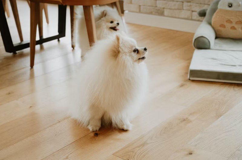 2025년 펫 실비 보험 가이드 - 반려동물 건강 지킴이 20 2025년 펫 실비 보험 가이드 - 반려동물 건강 지킴이 19