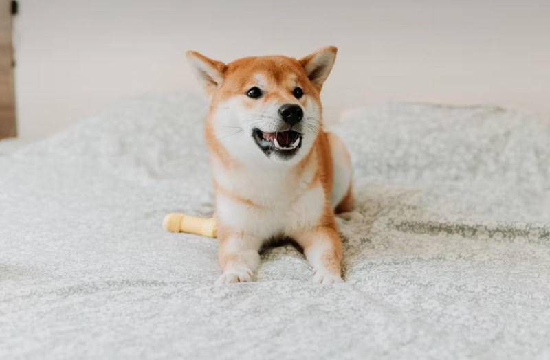 2025년 펫 실비 보험 가이드 - 반려동물 건강 지킴이 26 2025년 펫 실비 보험 가이드 - 반려동물 건강 지킴이 25