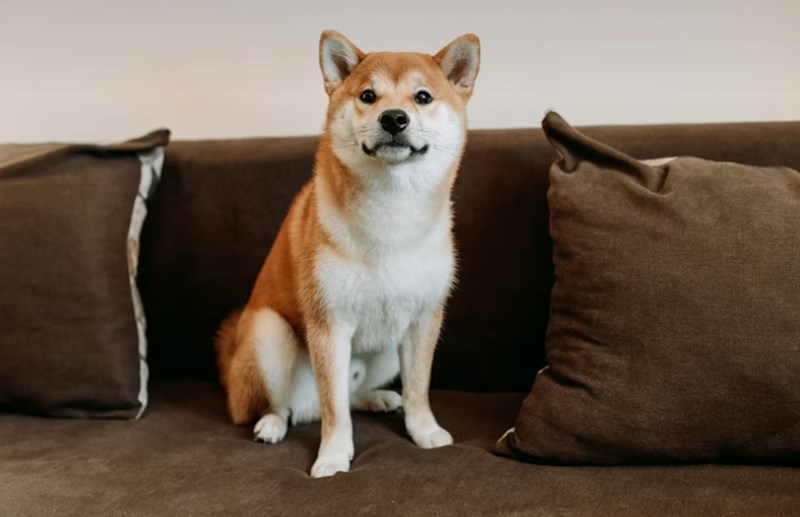 2025년 펫 실비 보험 가이드 - 반려동물 건강 지킴이 24 2025년 펫 실비 보험 가이드 - 반려동물 건강 지킴이 23