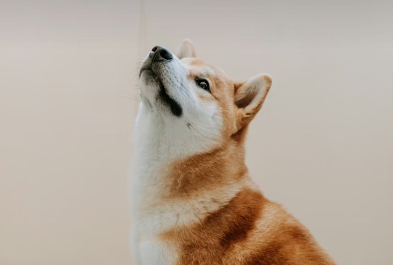 2025년 펫 실비 보험 가이드 - 반려동물 건강 지킴이 14 2025년 펫 실비 보험 가이드 - 반려동물 건강 지킴이 13