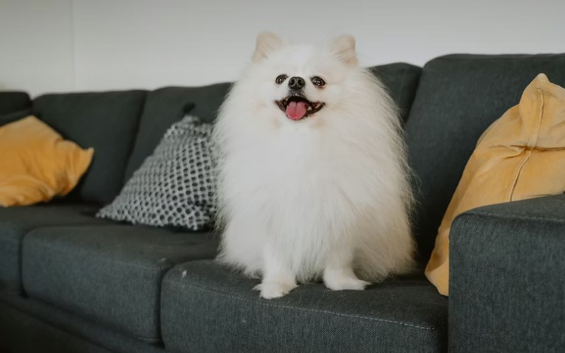 2025년 펫 실비 보험 가이드 - 반려동물 건강 지킴이 16 2025년 펫 실비 보험 가이드 - 반려동물 건강 지킴이 15