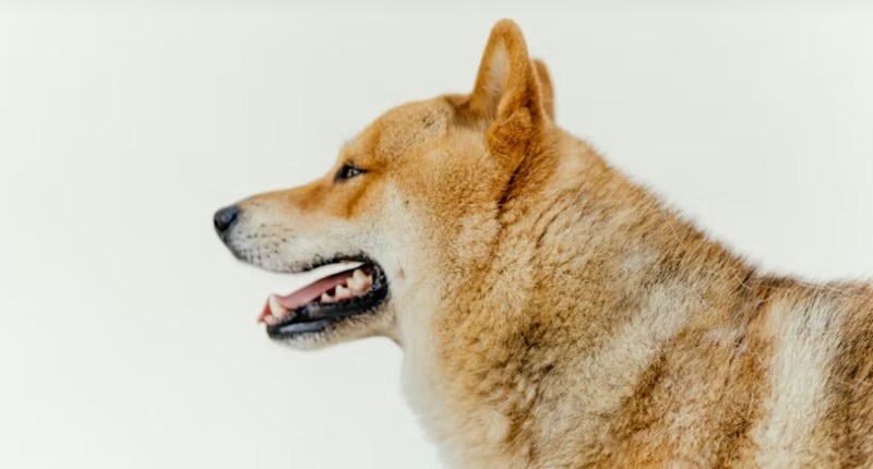 2025년 펫 실비 보험 가이드 - 반려동물 건강 지킴이 18 2025년 펫 실비 보험 가이드 - 반려동물 건강 지킴이 17