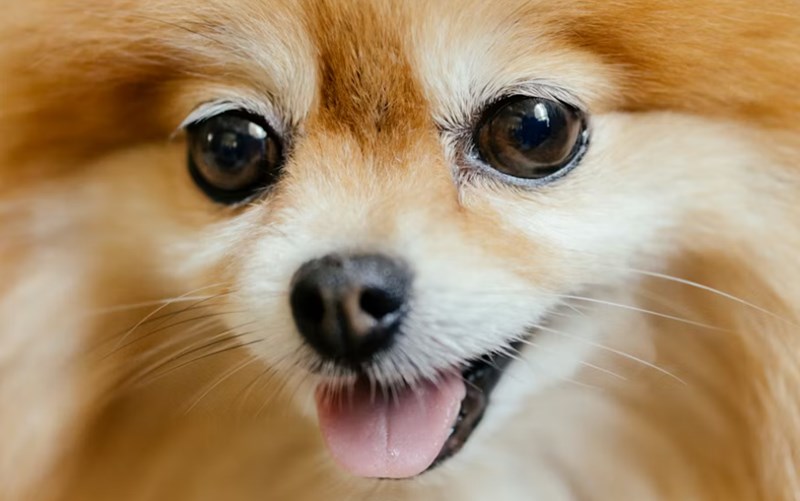 2025년 강아지 보험 비교 - 10가지 핵심 정보와 가입 후기, 가격, 추천 총정리 14 2025년 강아지 보험 비교 - 10가지 핵심 정보와 가입 후기, 가격, 추천 총정리 13