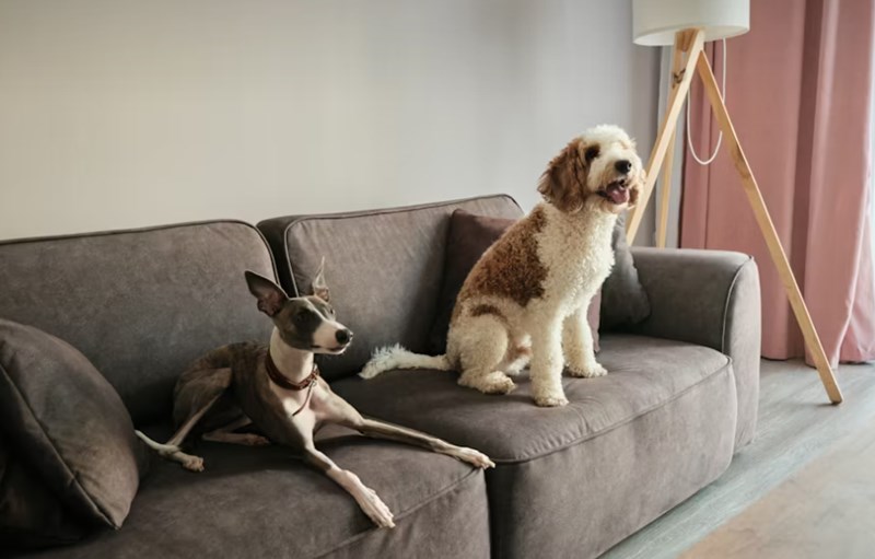 메리츠 펫보험 - 2025년 최신 정보와 가입 후기, 꼼꼼 분석까지! 20 메리츠 펫보험 - 2025년 최신 정보와 가입 후기, 꼼꼼 분석까지! 19