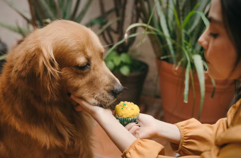 2025년 강아지 보험 비교 - 10가지 핵심 정보와 가입 후기, 가격, 추천 총정리 26 2025년 강아지 보험 비교 - 10가지 핵심 정보와 가입 후기, 가격, 추천 총정리 25