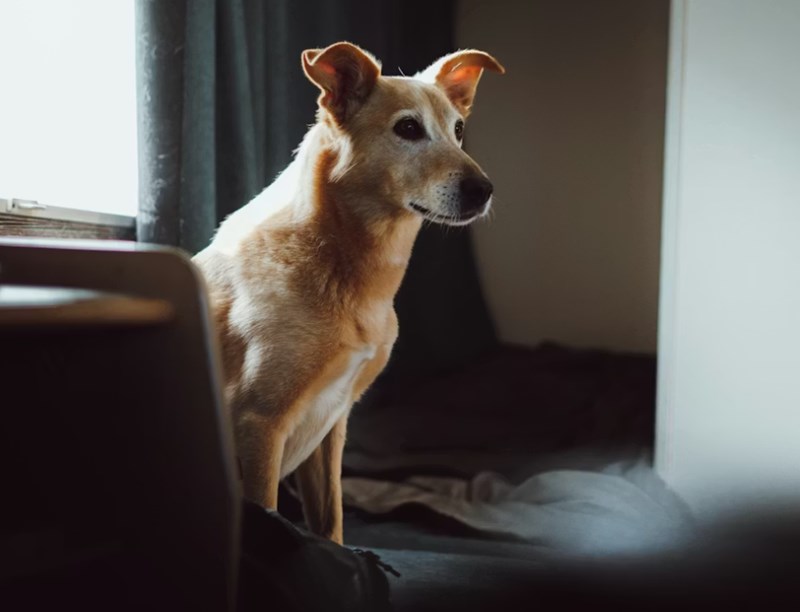 2025년 강아지 보험 비교 - 10가지 핵심 정보와 가입 후기, 가격, 추천 총정리 24 2025년 강아지 보험 비교 - 10가지 핵심 정보와 가입 후기, 가격, 추천 총정리 23