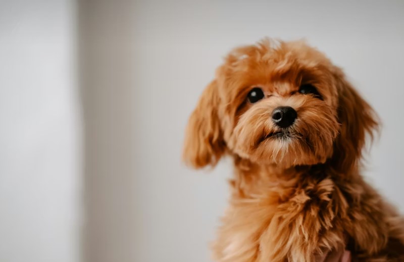 메리츠 펫보험 - 2025년 최신 정보와 가입 후기, 꼼꼼 분석까지! 10 메리츠 펫보험 - 2025년 최신 정보와 가입 후기, 꼼꼼 분석까지! 9