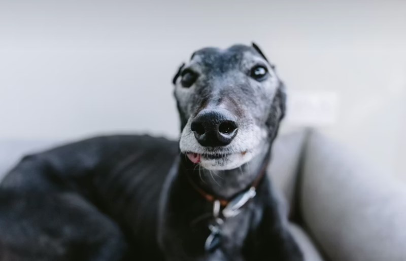 메리츠 펫보험 - 2025년 최신 정보와 가입 후기, 꼼꼼 분석까지! 14 메리츠 펫보험 - 2025년 최신 정보와 가입 후기, 꼼꼼 분석까지! 13