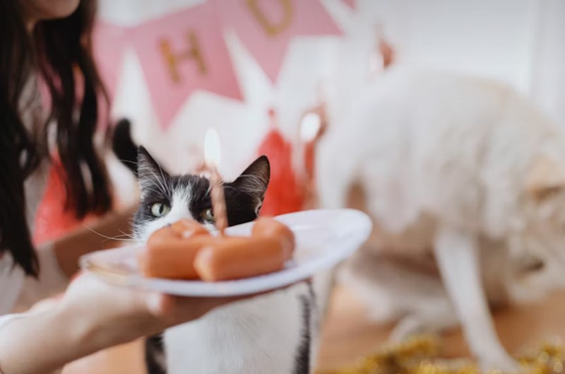 메리츠 펫보험 - 2025년 최신 정보와 가입 후기, 꼼꼼 분석까지! 22 메리츠 펫보험 - 2025년 최신 정보와 가입 후기, 꼼꼼 분석까지! 21