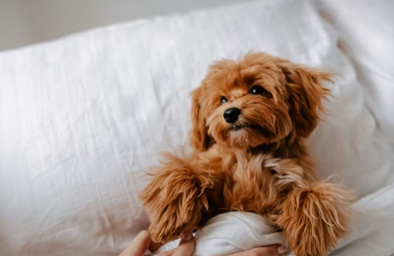 메리츠 펫보험 - 2025년 최신 정보와 가입 후기, 꼼꼼 분석까지! 12 메리츠 펫보험 - 2025년 최신 정보와 가입 후기, 꼼꼼 분석까지! 11