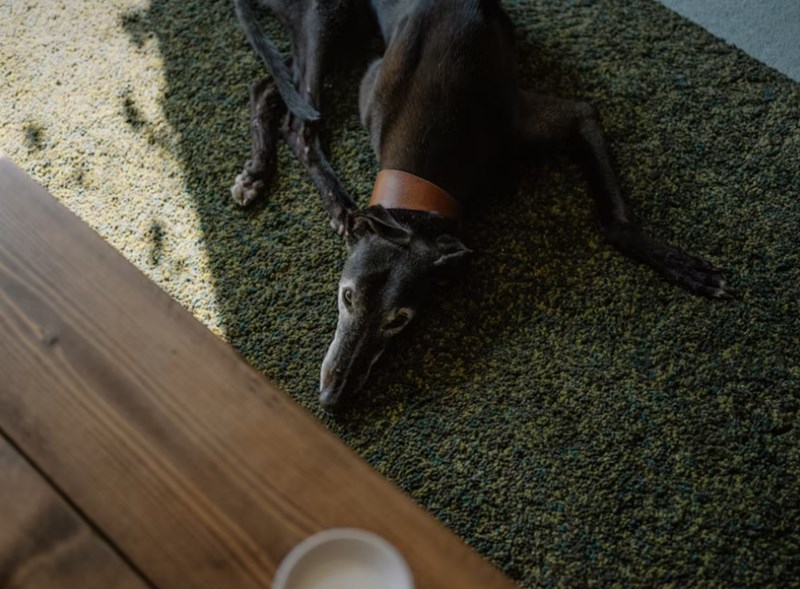 메리츠 펫보험 - 2025년 최신 정보와 가입 후기, 꼼꼼 분석까지! 16 메리츠 펫보험 - 2025년 최신 정보와 가입 후기, 꼼꼼 분석까지! 15