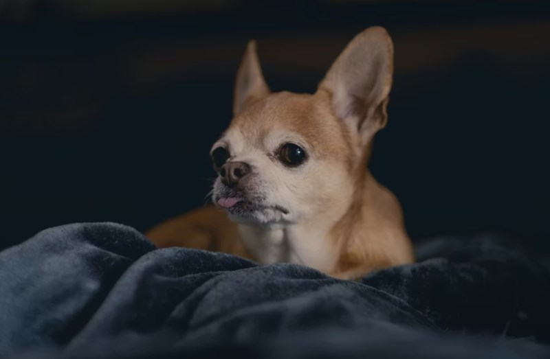 메리츠 펫보험 - 2025년 최신 정보와 가입 후기, 꼼꼼 분석까지! 18 메리츠 펫보험 - 2025년 최신 정보와 가입 후기, 꼼꼼 분석까지! 17