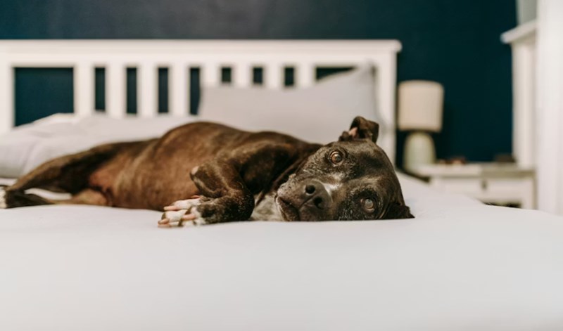 반려견의 수명 연장 - 애정과 관리로 알아보는 반려견 수명 관리법 14 반려견의 수명 연장 - 애정과 관리로 알아보는 반려견 수명 관리법 13