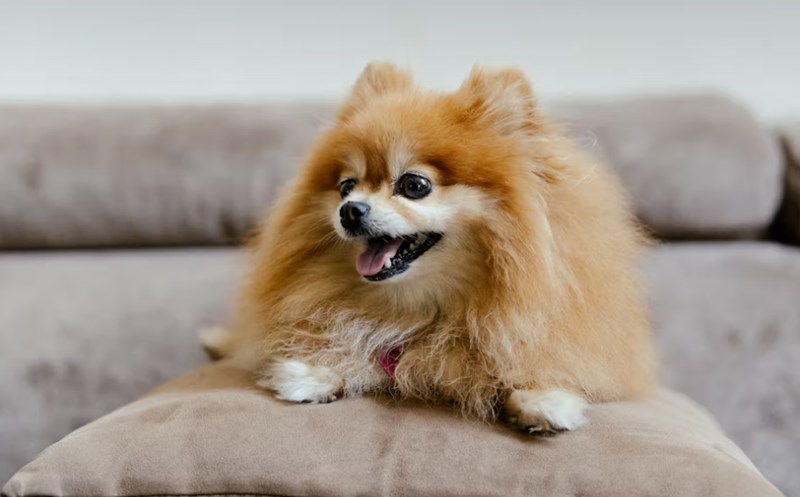 반려견의 수명 연장 - 애정과 관리로 알아보는 반려견 수명 관리법 12 반려견의 수명 연장 - 애정과 관리로 알아보는 반려견 수명 관리법 11