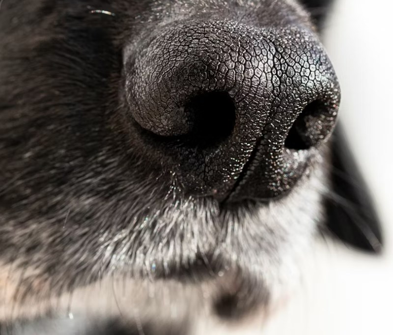 강아지 기침의 원인과 해결법: 건강한 반려견 생활 14 강아지 기침의 원인과 해결법: 건강한 반려견 생활 13